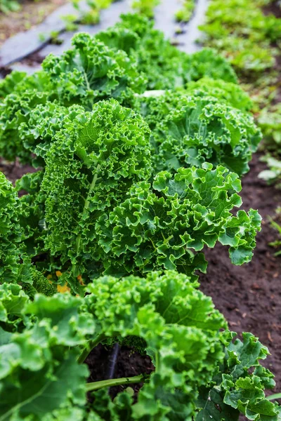 Curly Cabbage Kale Brassica Oleracea Close Background — стоковое фото