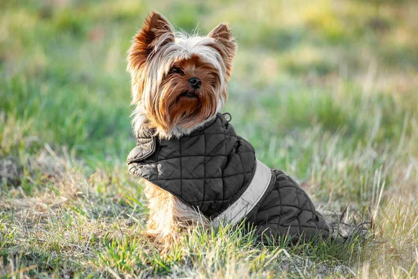 Yorkshire Terrier Pies Ubrany Szare Ubrania Siedzi Zielonej Trawie Zamazane — Zdjęcie stockowe