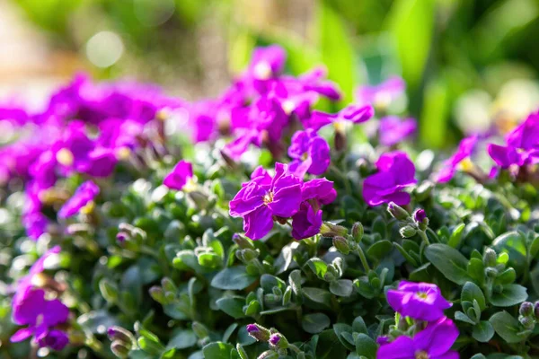 Blommar Vackra Och Delikata Lila Blommor Bakgrundsbild Naturen — Stockfoto