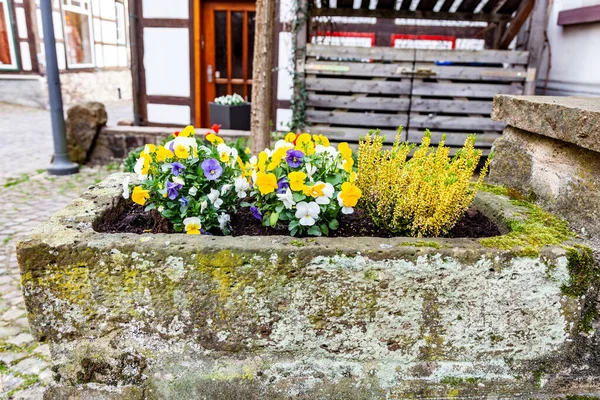 Heidekraut Und Stiefmütterchen Frühling Betontopf Freien — Stockfoto