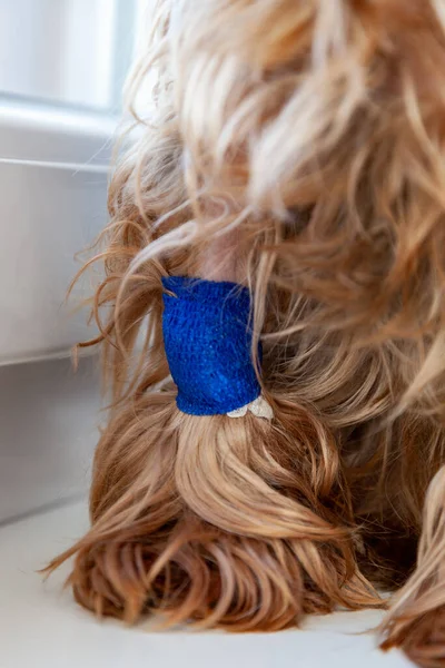 Fejpánt Egy Kutya Mancsán Yorkshire Terrier Közelkép — Stock Fotó