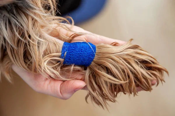 Mano Femminile Sostiene Una Zampa Cane Fasciata Primo Piano — Foto Stock