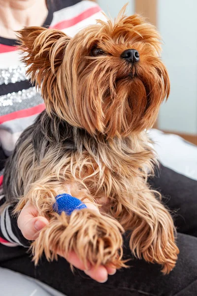 Dog Yorkshire Terrier Bandaged Paw Arms His Mistress Close — Foto de Stock