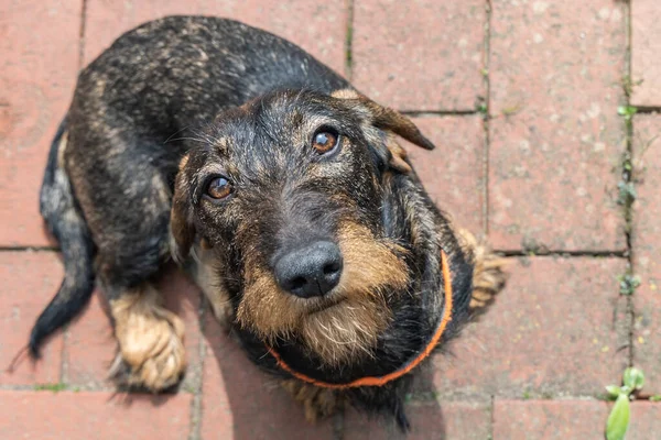 Dog Looks Camera Lens Bottom — Stock Photo, Image