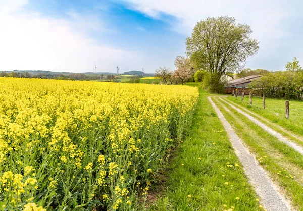 Blooming Rapeseed Field Road Rural Landscape — Zdjęcie stockowe