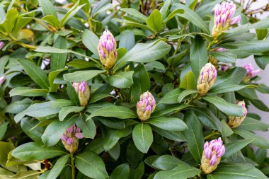 Pembe tomurcuklu Rhododendron bitkisi.