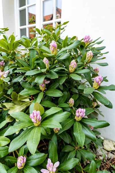 Rhododendron Buske Med Rosa Knoppar Nära Fönstret — Stockfoto