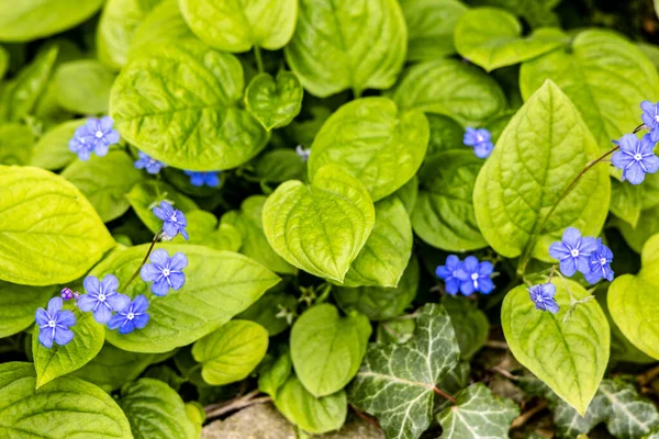 Blue Flowers Background Green Leaves Natural Background — Stock fotografie