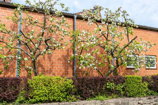 Apple Trees Bloom Brick Wall City Street Germany — Fotografia de Stock