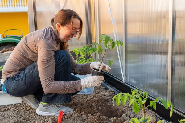 Woman Plants Tomato Seedlings Greenhouse — Stock Photo, Image
