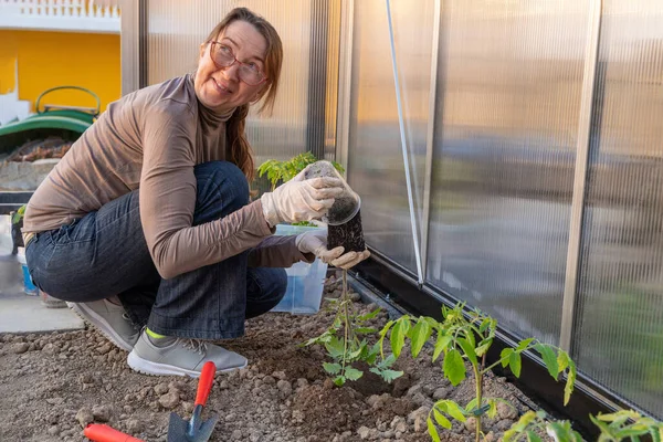 女性は温室にトマトの苗を植え — ストック写真