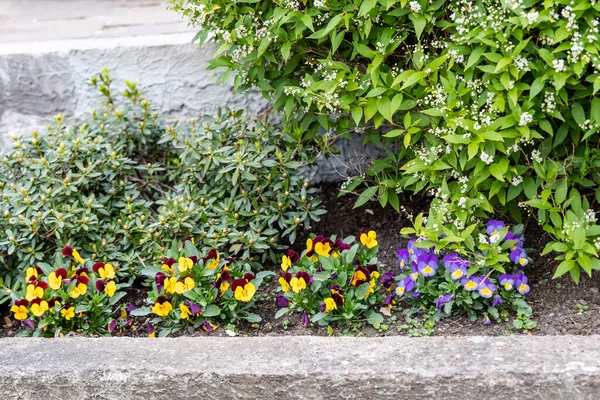 Renkli Hanım Evlatları Arka Planda Dekoratif Çalılar Olan Çiçek Tarhı — Stok fotoğraf