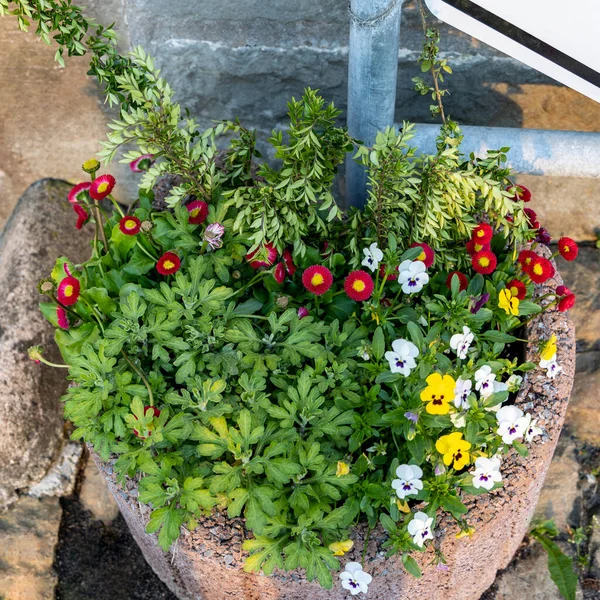 Margeriten Gänseblümchen Und Stiefmütterchen Blühen Einem Blumentopf Freien Draufsicht — Stockfoto