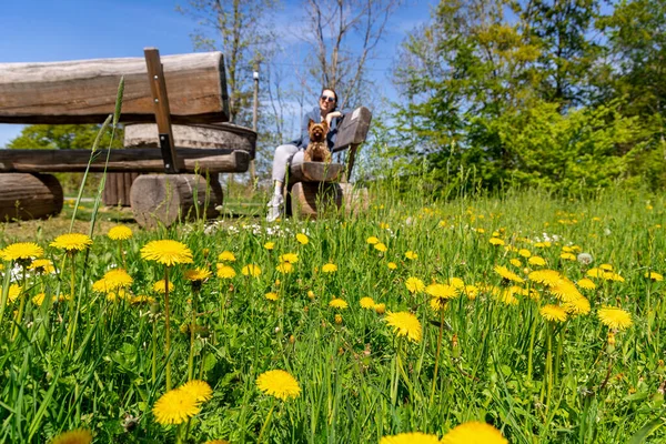 Wooden Benches Table Flowering Dandelions Woman Dog Sitting Bench Out — Stock Photo, Image