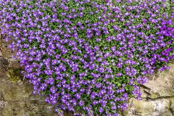 Blommande Aubrieta Hybrida Grupp Små Lila Blommor Naturlig Bakgrund — Stockfoto