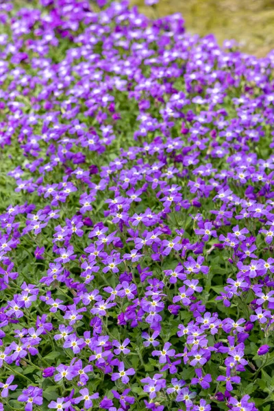 Kwitnąca Hybryda Aubrieta Grupa Małych Fioletowych Kwiatów Naturalne Tło — Zdjęcie stockowe