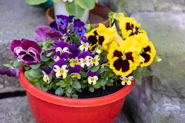Pansy Bloemen Groeien Een Plastic Pot Bloeien Buiten Het Voorjaar — Stockfoto
