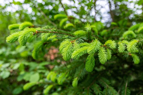 Young Green Shoots Spruce Close — Stock Photo, Image