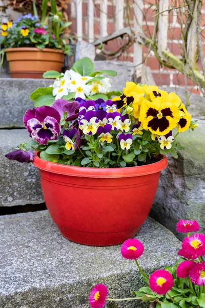 Pansy Bloemen Groeien Een Plastic Pot Bloeien Buiten Het Voorjaar — Stockfoto