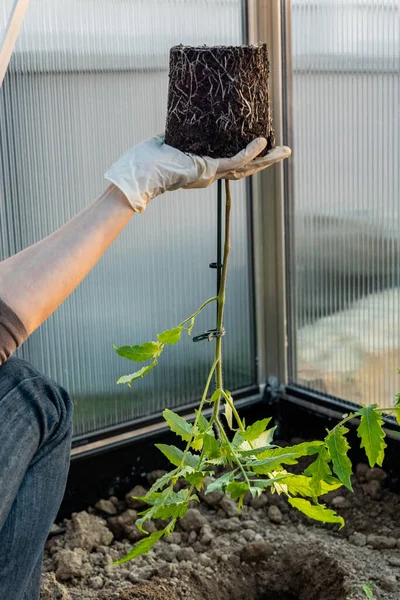 Woman Holding Tomato Seedlings Upside Planting Ground Greenhouse — Stock Photo, Image