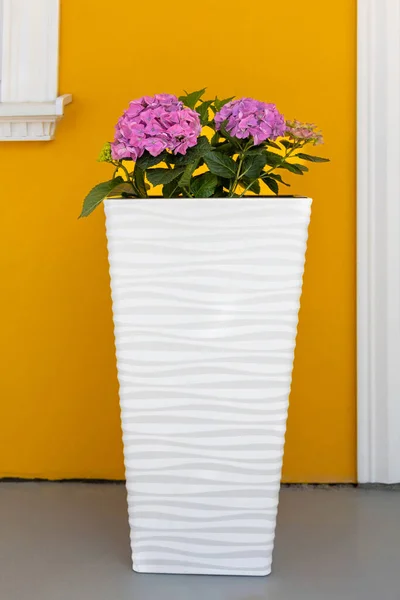 Hortensia Bloemen Groeien Een Pot Bij Gele Muur — Stockfoto