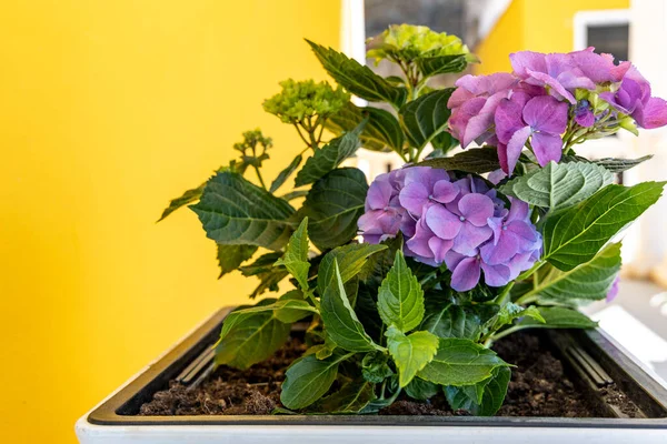 Hortensia Bloemen Groeien Een Pot Bij Gele Muur Close — Stockfoto