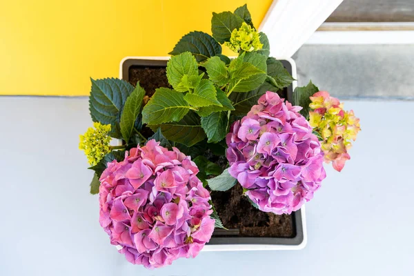 Hortensia Bloemen Groeien Een Pot Close Bovenaanzicht — Stockfoto