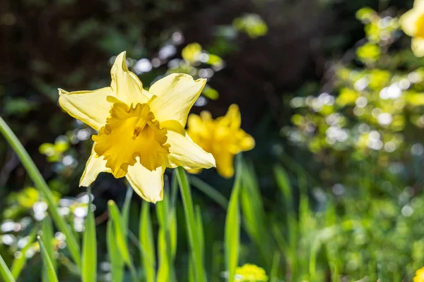 Narciso Giallo Narcissus Poeticus Fiori Nel Parco All Aperto — Foto Stock
