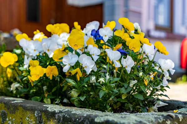 春に屋外で開花し コンクリートの植木鉢に花を咲かせます — ストック写真