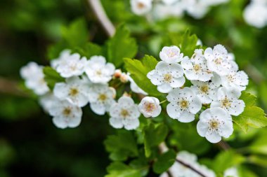 Tek tohumlu bir şahinin (Crataegus monogyna) beyaz çiçeklerinin yakın çekimi, bulanık arkaplan
