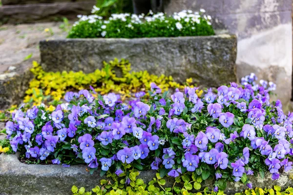 青いスミレの花はコンクリートの植木鉢で成長し 春に屋外で開花します — ストック写真