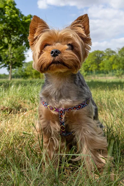 Yorkshire Terrie Sitzt Auf Einem Grünen Rasen Und Blickt Nach — Stockfoto