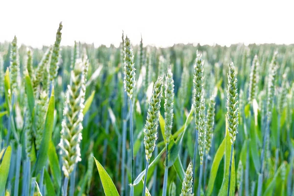 Field Green Wheat Sky Background Spikelets Close — Stock Photo, Image