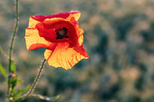 Red Poppy Flower Sunset Close — Stock Photo, Image