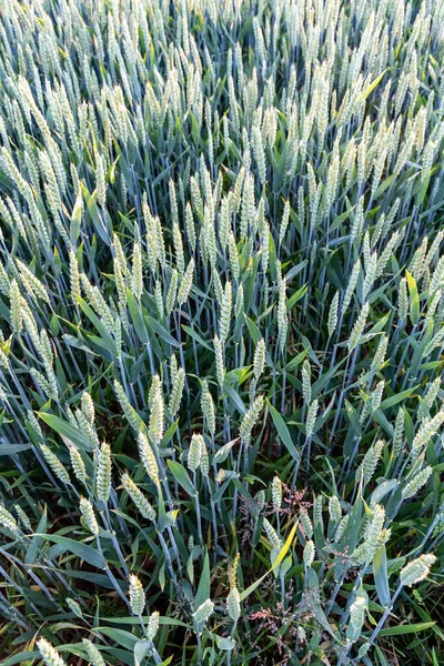 Gebied Van Groene Tarwe Bovenaanzicht Natuur Achtergrond — Stockfoto