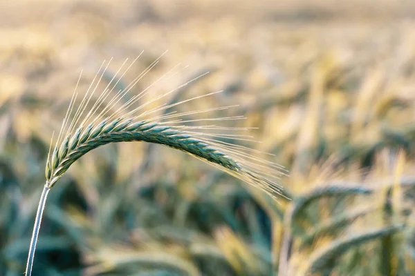 Spikelet Barley Background Barley Fieldclose — Stock Photo, Image