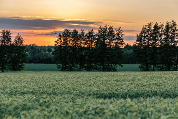 日落时的大麦地和树的轮廓 乡村风景 — 图库照片