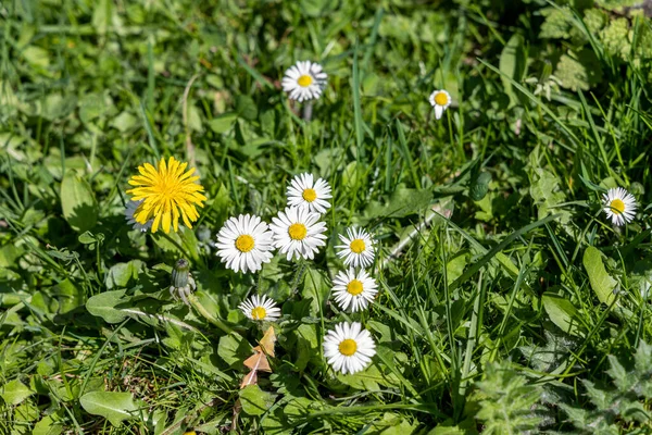 Daisy Kwiaty Mniszki Lekarskie Wśród Zielonej Trawy Naturalne Tło — Zdjęcie stockowe