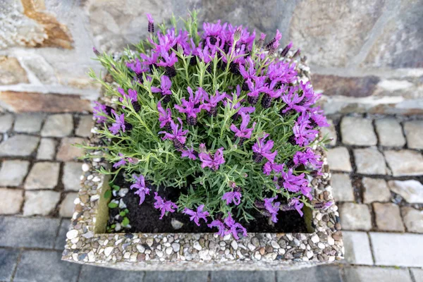 Arbusto Lavanda Florece Una Maceta Calle Vista Superior —  Fotos de Stock