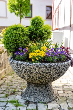 Dışarıda bahar çiçekleri, arkada boxwood çalıları olan taş vazo.