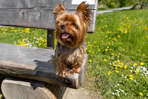 Yorkshire Terrier งบนเก กลางแจ — ภาพถ่ายสต็อก