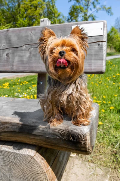 Yorkshire Terrier köpeği açık havada ahşap bir bankta oturuyor.