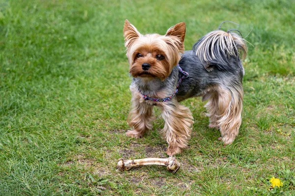 Yorkshire Terrier Hund Nära Ett Ben Grönt Gräs — Stockfoto