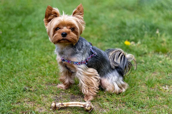 Yorkshire Terrier Hund Sitzt Knochennähe Grünen Gras — Stockfoto