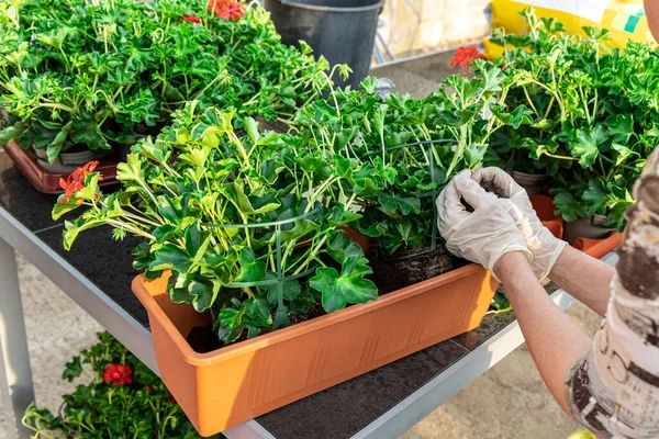 Het Planten Van Pelargonium Geranium Bloemen Vensterbank Tuin Tuinieren Het — Stockfoto