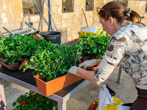 Planting Pelargonium Geranium Flowers Window Box Garden Woman Transplants Flowers — Stock Photo, Image