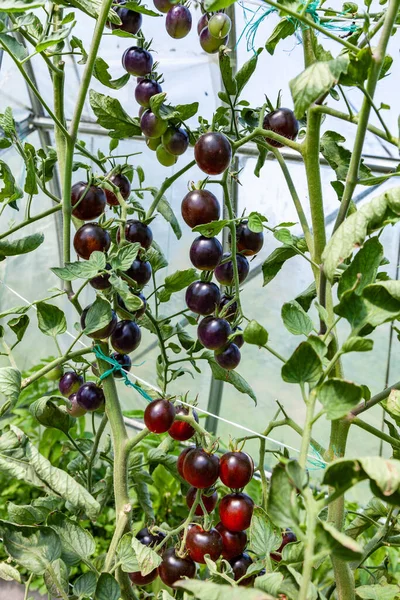 采摘樱桃番茄 成熟的紫色西红柿 生长在树枝上 新鲜的西红柿生长在温室里 — 图库照片