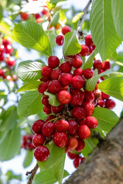 Ripe Red Cherry Berries Branch Outdoors Close — Foto de Stock