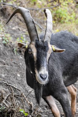 Portrait of a goat on a mountain slope, close-up photo