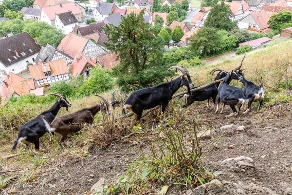 Herd Goats Grazes Mountain Slope Germany — 스톡 사진